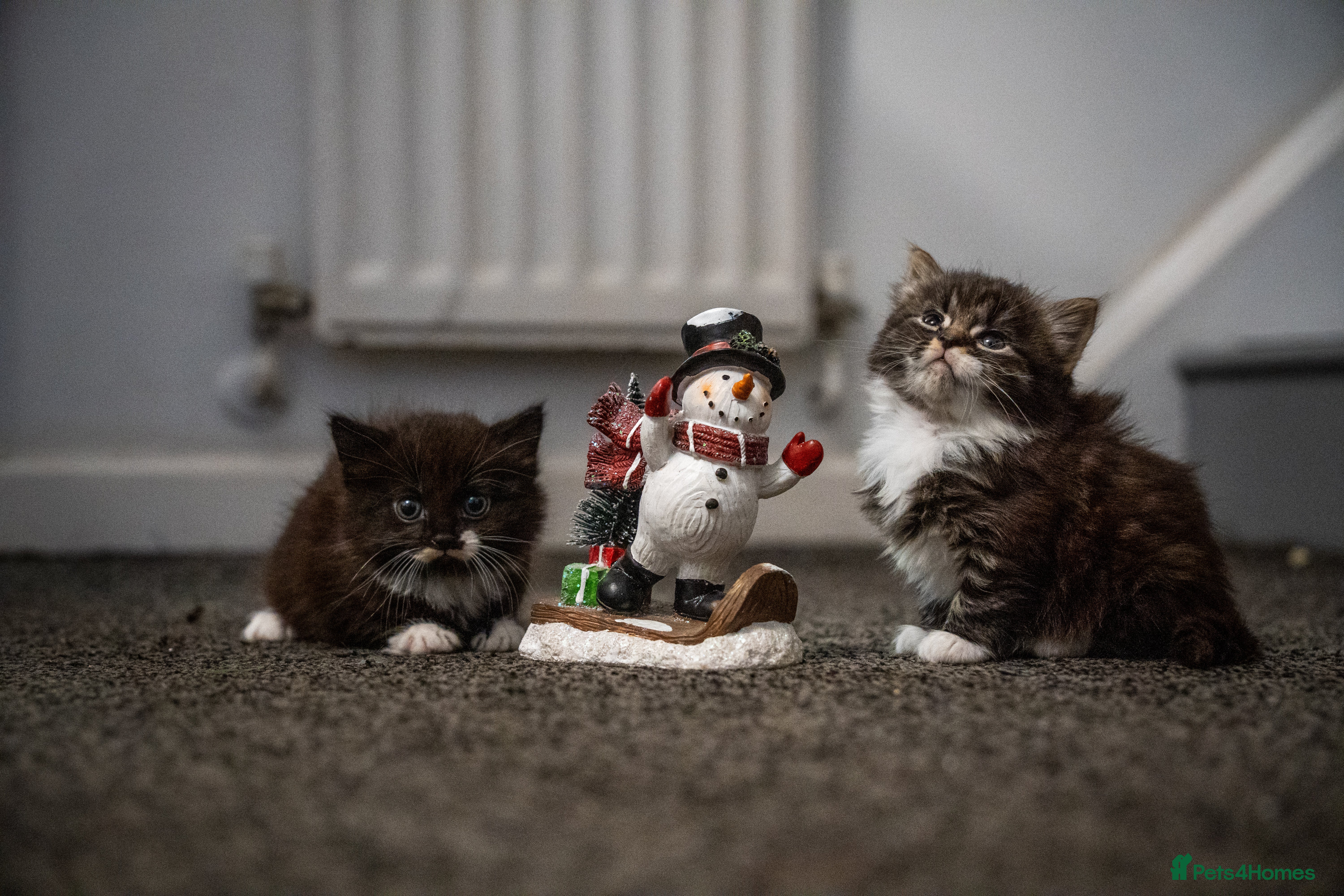 Mixed Breed cats 🐾 Two Kittens Looking for a Loving Home 🐾 - Advert 2