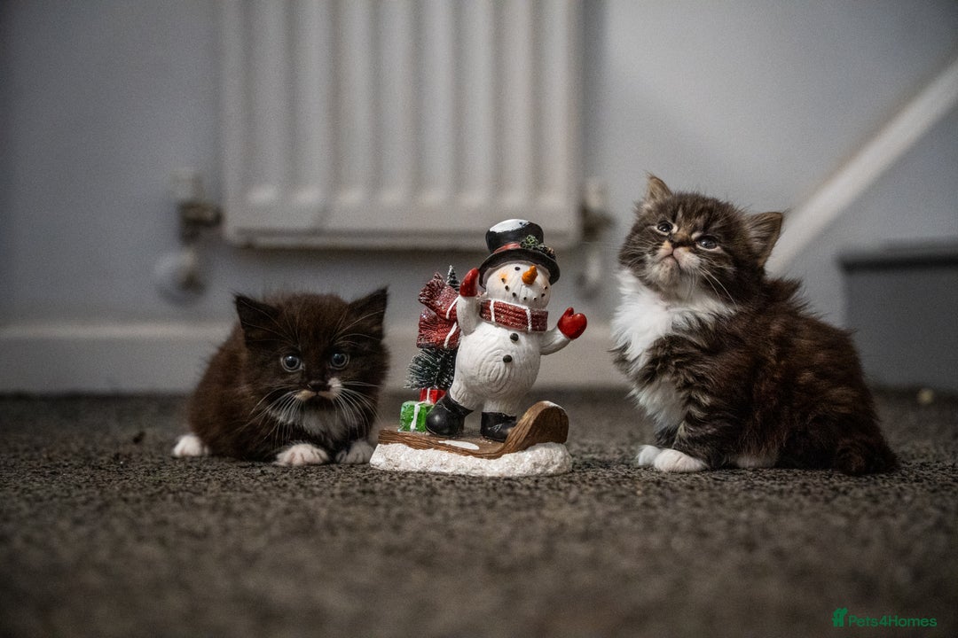 Mixed Breed cats for sale: 🐾 Two Kittens Looking for a Loving Home 🐾 - Advert 1