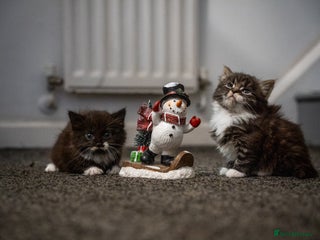 Mixed Breed cats 🐾 Two Kittens Looking for a Loving Home 🐾 - Advert 1