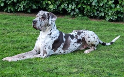 Great Dane dogs for sale: Exceptional pups, extensively health tested parent - Image 11