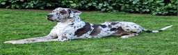 Great Dane dogs for sale: Exceptional pups, viewings welcome - Advert 9