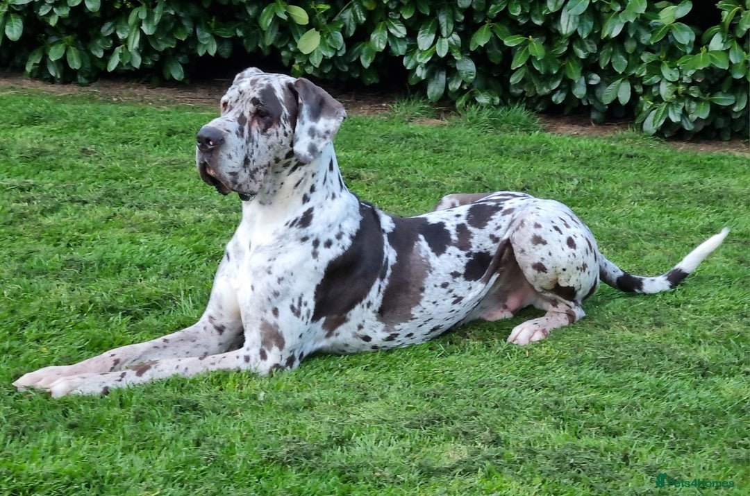 Great Dane dogs for sale: Exceptional pups, extensively health tested parent - Image 11