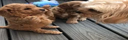 Cavapoo dogs for sale: Stunning red Cavapoo puppies  - Advert 5