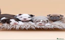 English Bulldog dogs for stud: HEALTH TESTED CLEAR & BOAS GRADED ZERO KC REG in Doncaster - Image 4