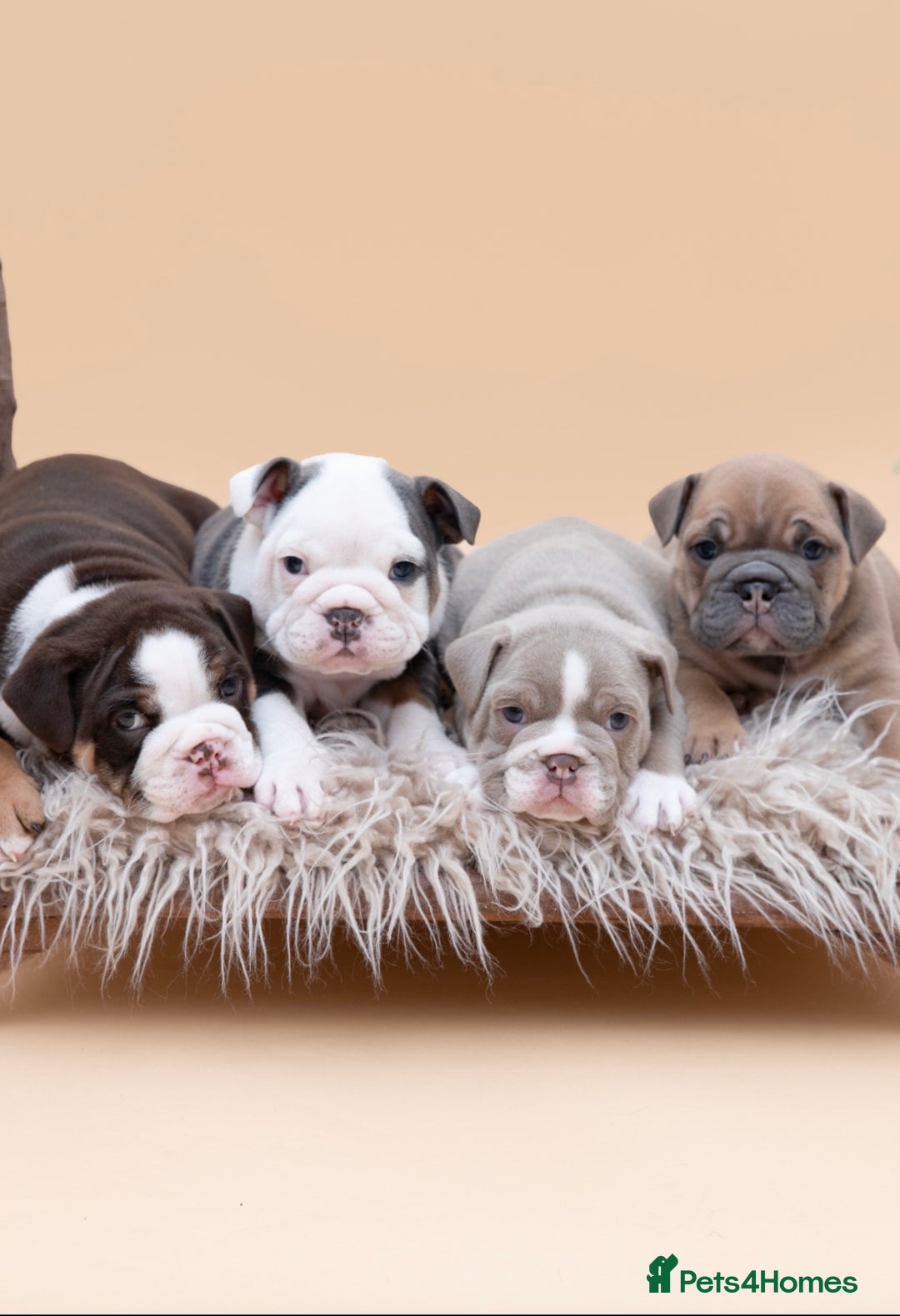 English Bulldog dogs for stud: HEALTH TESTED CLEAR & BOAS GRADED ZERO KC REG in Doncaster - Image 4