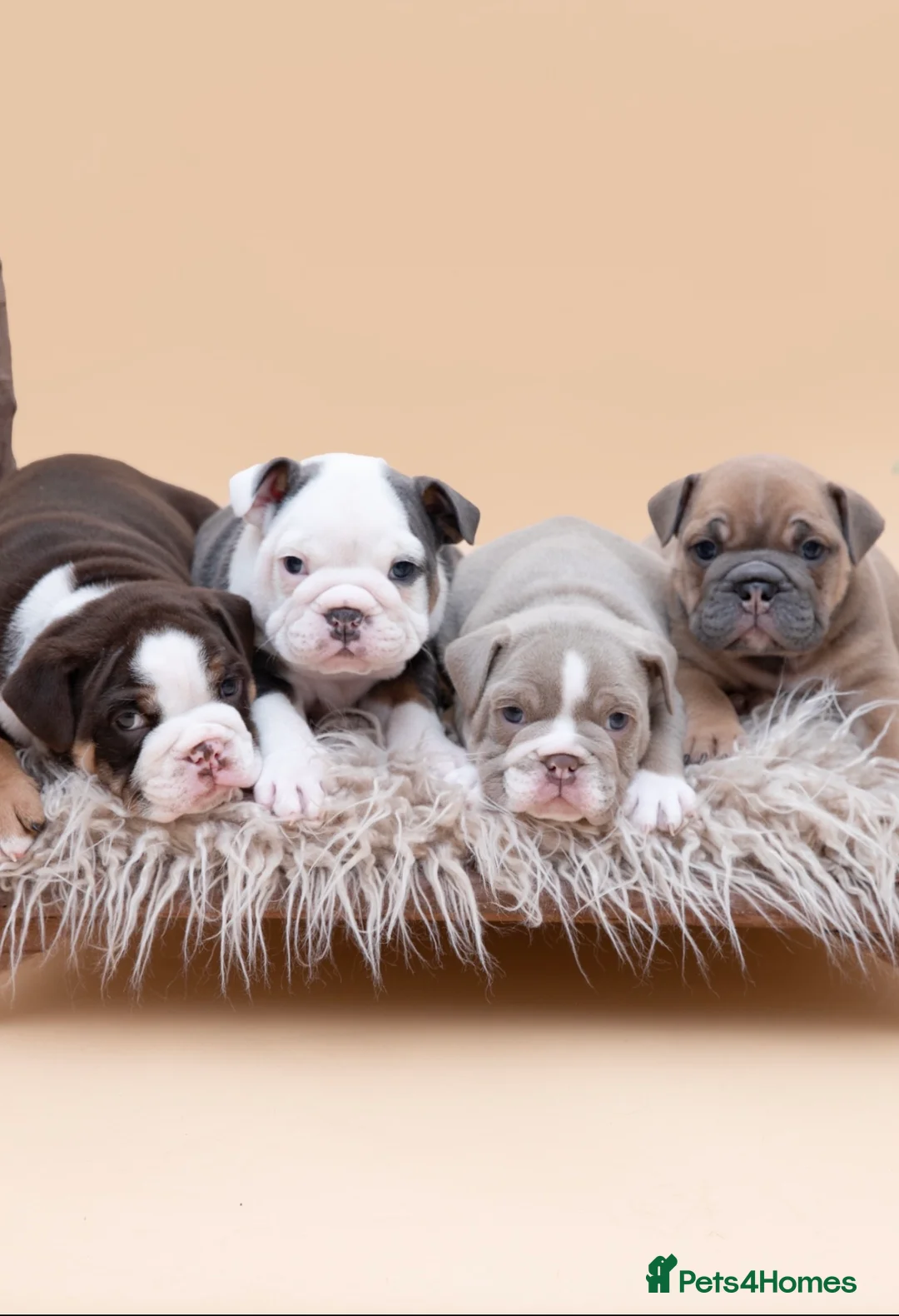 English Bulldog dogs for stud: HEALTH TESTED CLEAR & BOAS GRADED ZERO KC REG in Doncaster - Advert 4