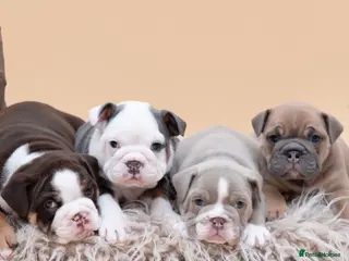 English Bulldog dogs HEALTH TESTED CLEAR & BOAS GRADED ZERO KC REG - Advert 1