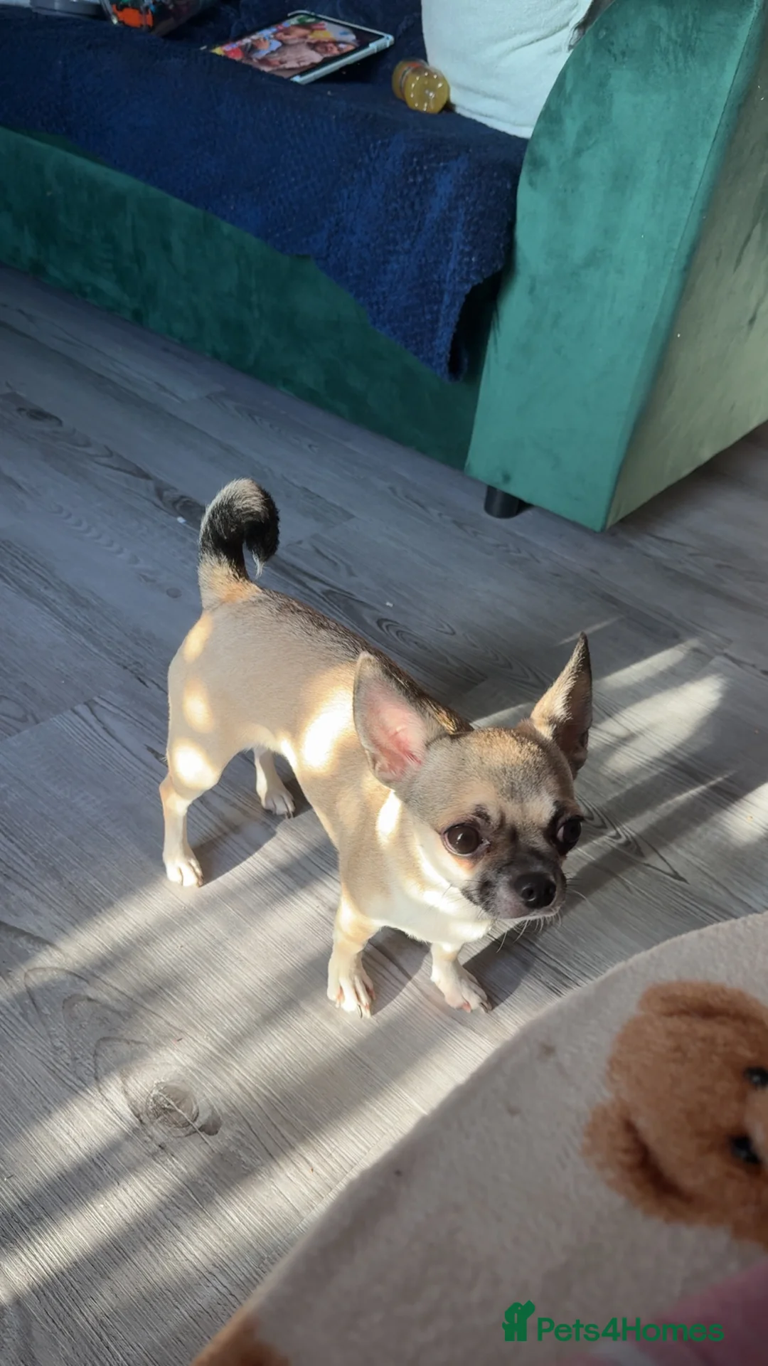 Chorkie dogs for sale: Gorgeous Chorkie girls  - Advert 2