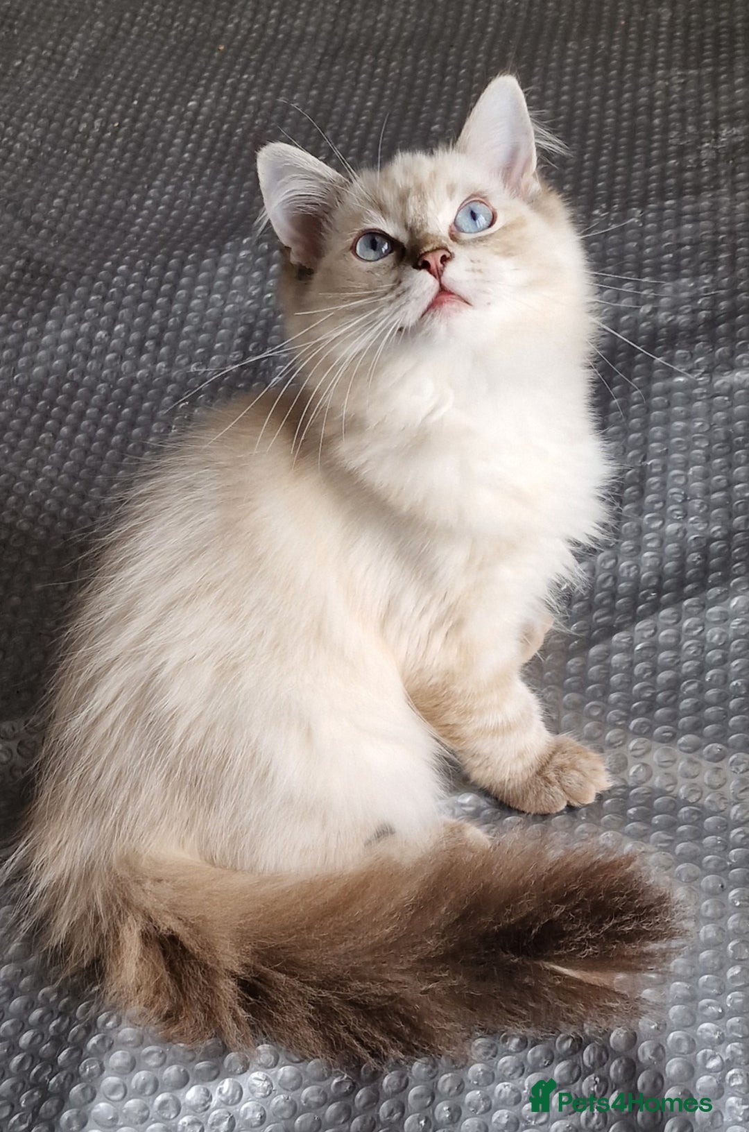Ragdoll cats for sale: Pure loving ragdool ready for new home  - Image 4