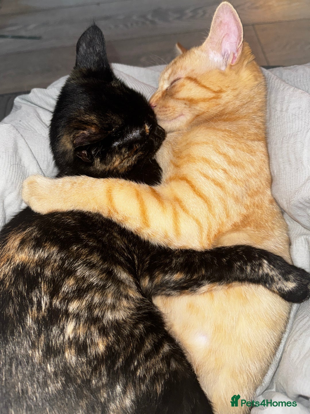 British Shorthair cats for sale: 2 beautiful 18 month old cats  - Advert 9