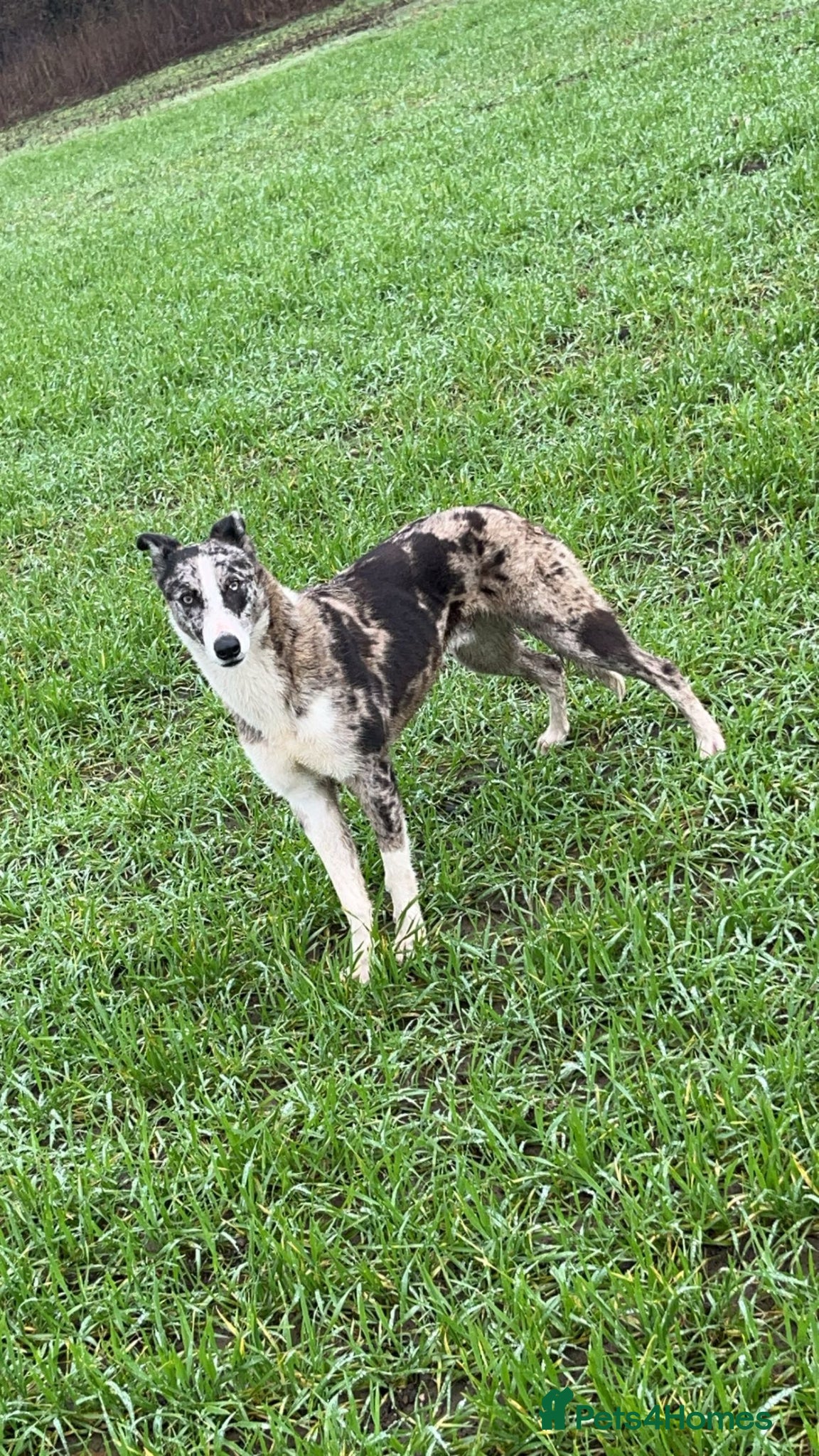 Mixed Breed dogs bee 🐝  - Advert 1