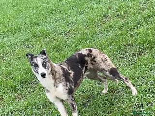 Mixed Breed dogs bee 🐝 - Advert 1