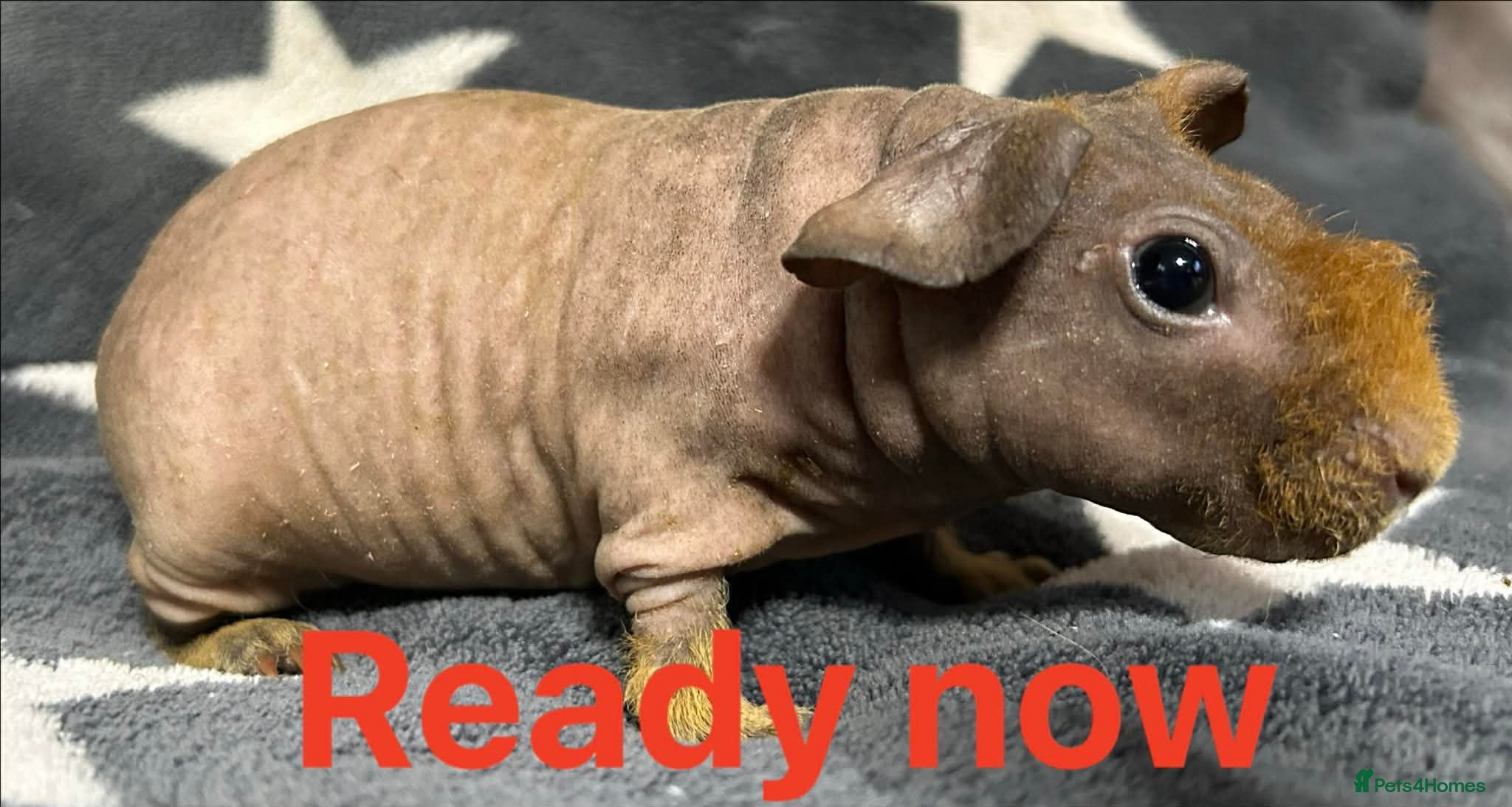 Guinea Pig rodents Skinny Pig Boars. Ready to Leave/Reserve Now.  - Advert 11