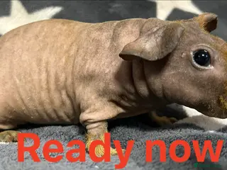 Guinea Pig rodents Skinny Pig Boars. Ready to Leave/Reserve Now. - Advert 13