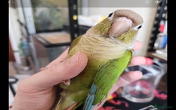 Conures birds for sale: Cinnamon and mooncheek conure - Image 3