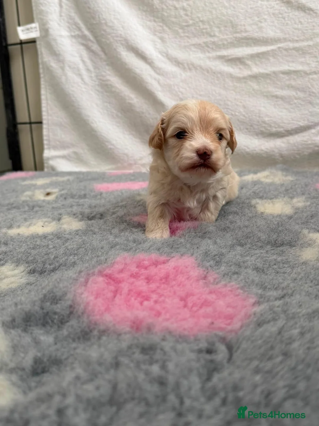 Maltipoo dogs for sale: 🤩4 stunning f1 male Maltipoo 🤩 - Advert 2