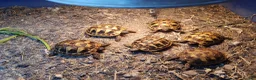Hermann Tortoise reptiles for sale: HERMANNS TORTOISE YOUNGSTERS UK BRED AUTUMN 2025  - Advert 2