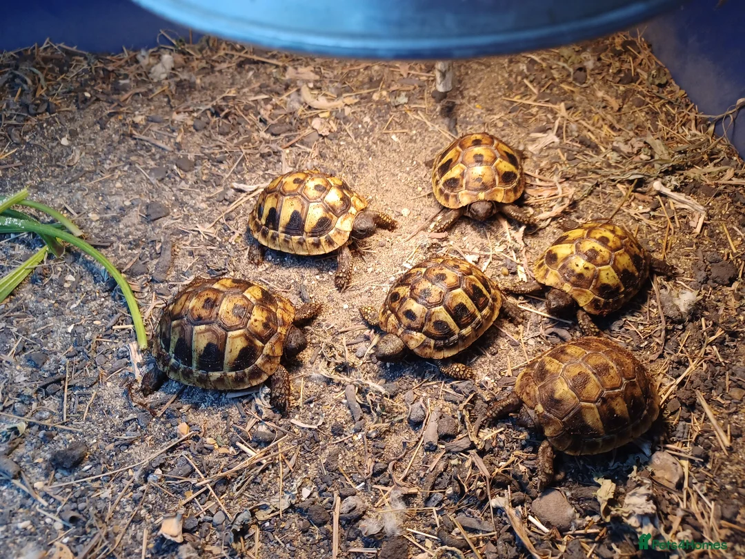 Hermann Tortoise reptiles for sale: HERMANNS TORTOISE YOUNGSTERS UK BRED AUTUMN 2025  - Advert 2
