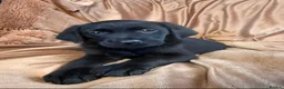 Goldador dogs for sale: Stunning black goldador puppies - Advert 1