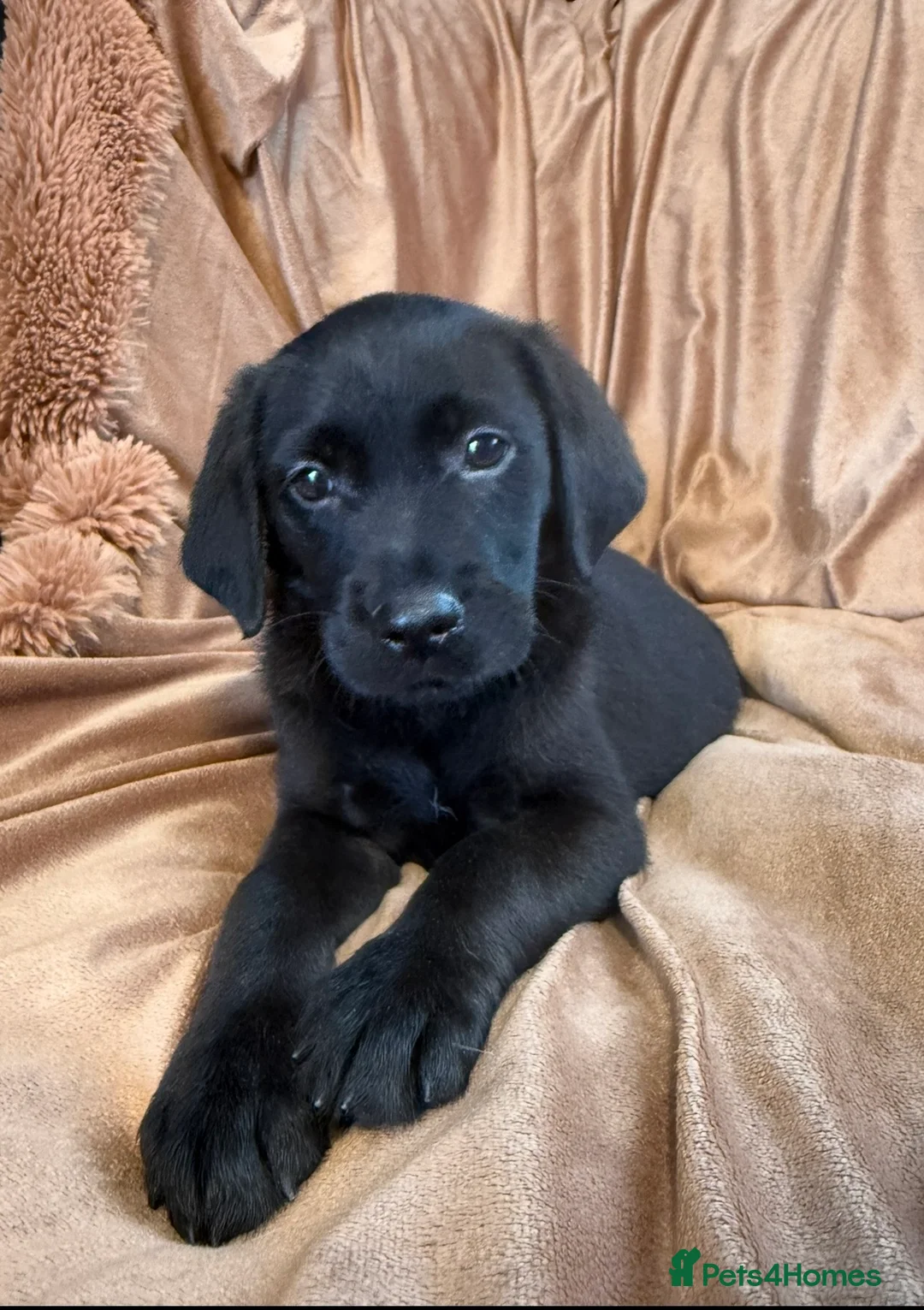 Goldador dogs for sale: Stunning black goldador puppies - Advert 1
