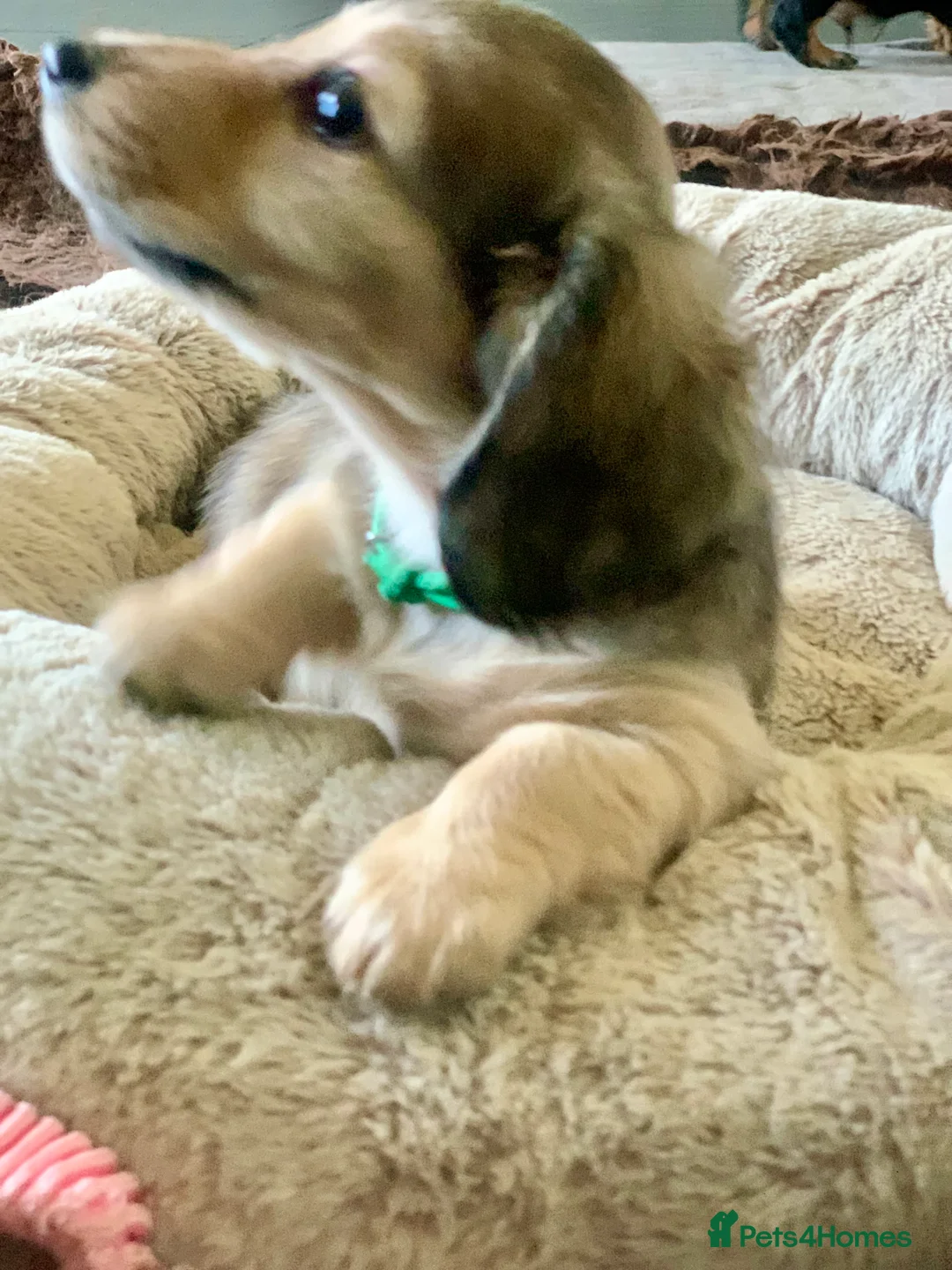 Miniature Dachshund dogs for sale: KC reg mini longhaired dachshund pups 1 girl2xboys - Advert 2