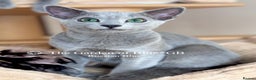 Russian Blue cats for sale: Adorable 6-Month-Old Russian Blue Kittens - Advert 8