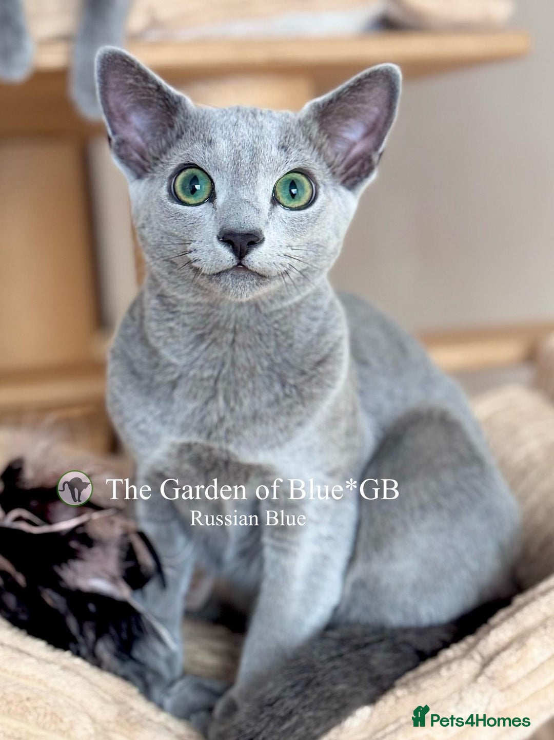 Russian Blue cats for sale: Adorable 6-Month-Old Russian Blue Kittens - Advert 8