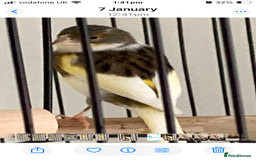 Finches birds for sale: Finches x 3 including Cage - Advert 6