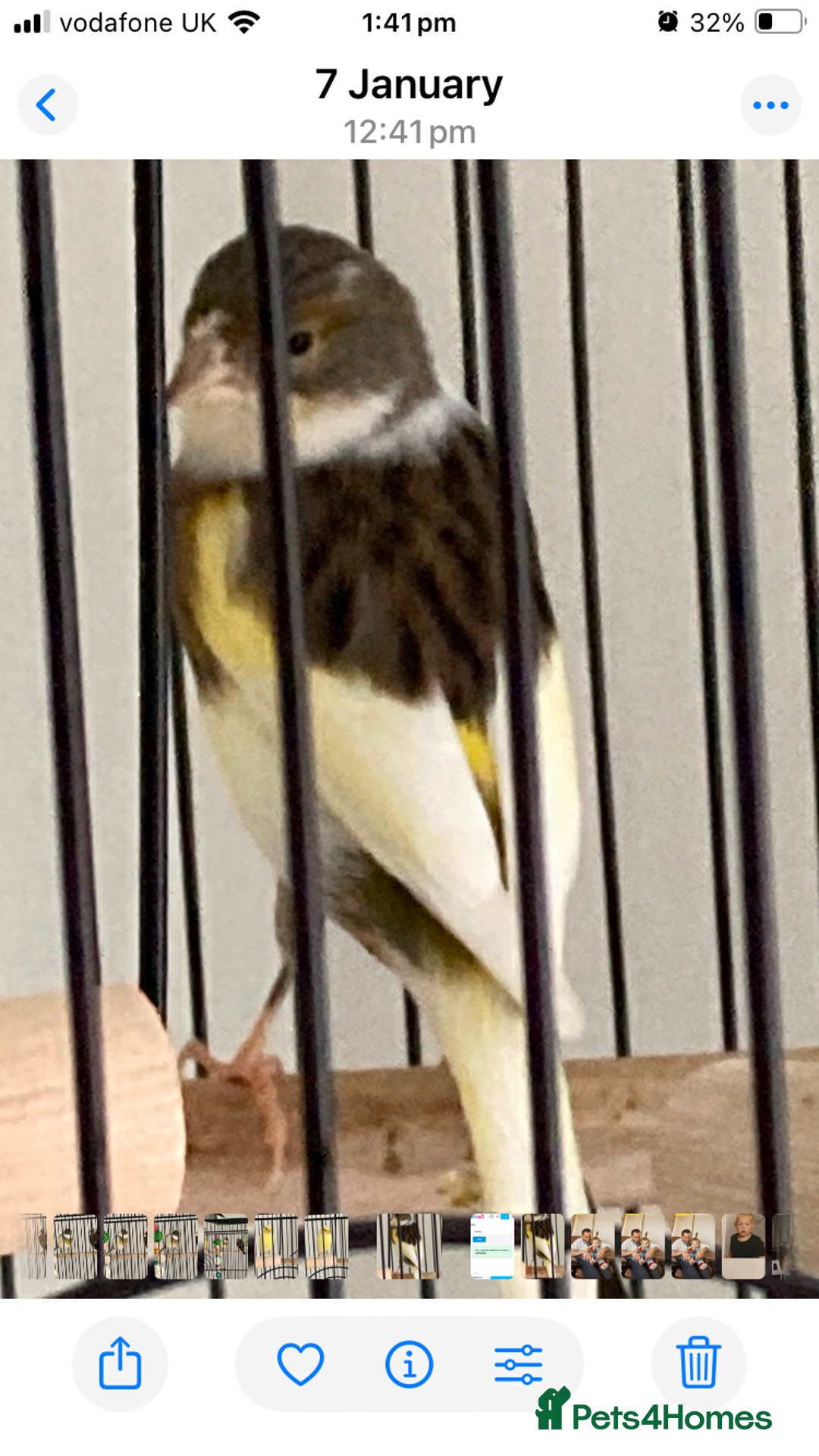 Finches birds for sale: Finches x 3 including Cage - Advert 6