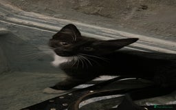 Savannah cats for sale: Sooty the sweetest Savannah cross - Image 6