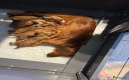 Cocker Spaniel dogs for sale: Stunning Red Working Cocker Spaniel Pups - Image 8