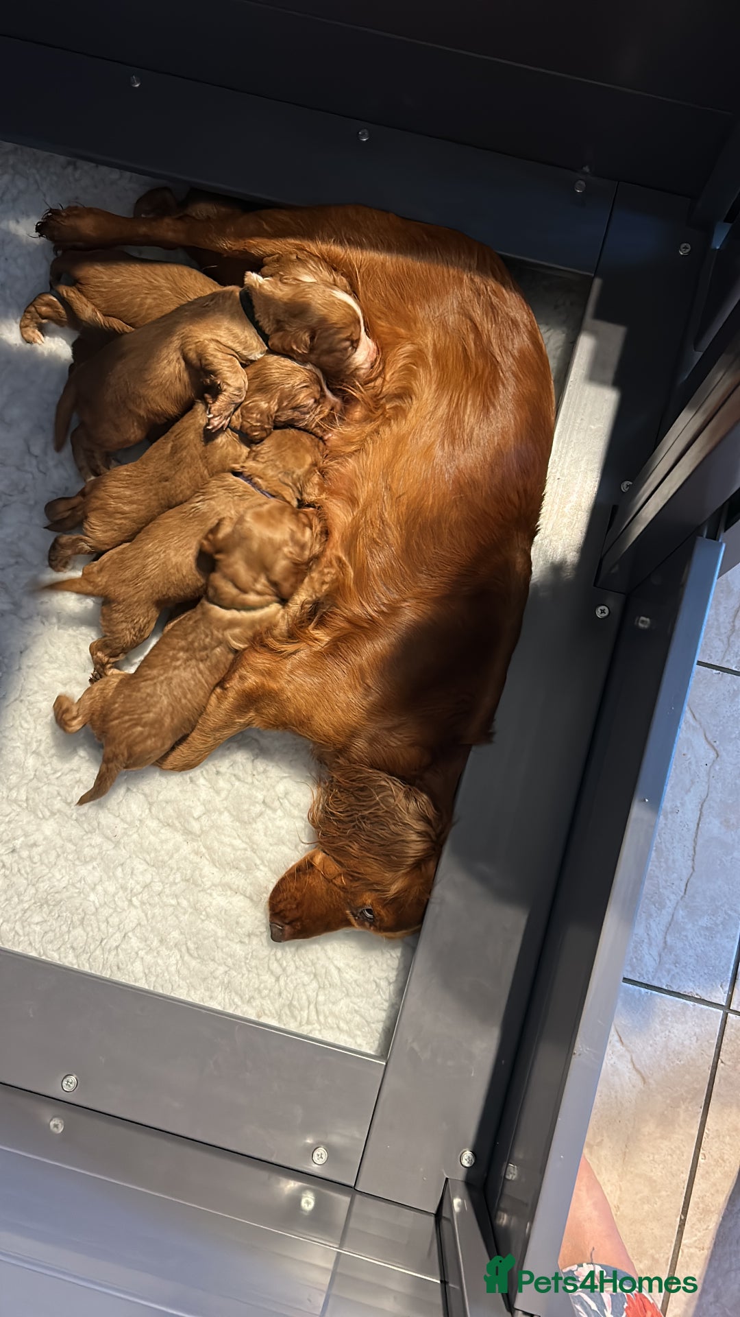Cocker Spaniel dogs for sale: Stunning Red Working Cocker Spaniel Pups - Image 8