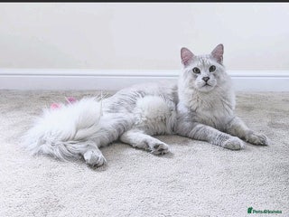 Maine Coon cats Male Blue Silver Chinchilla (as 12) Maine Coon - Advert 10