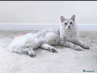Maine Coon cats Male Blue Silver Chinchilla (as 12) Maine Coon - Advert 9