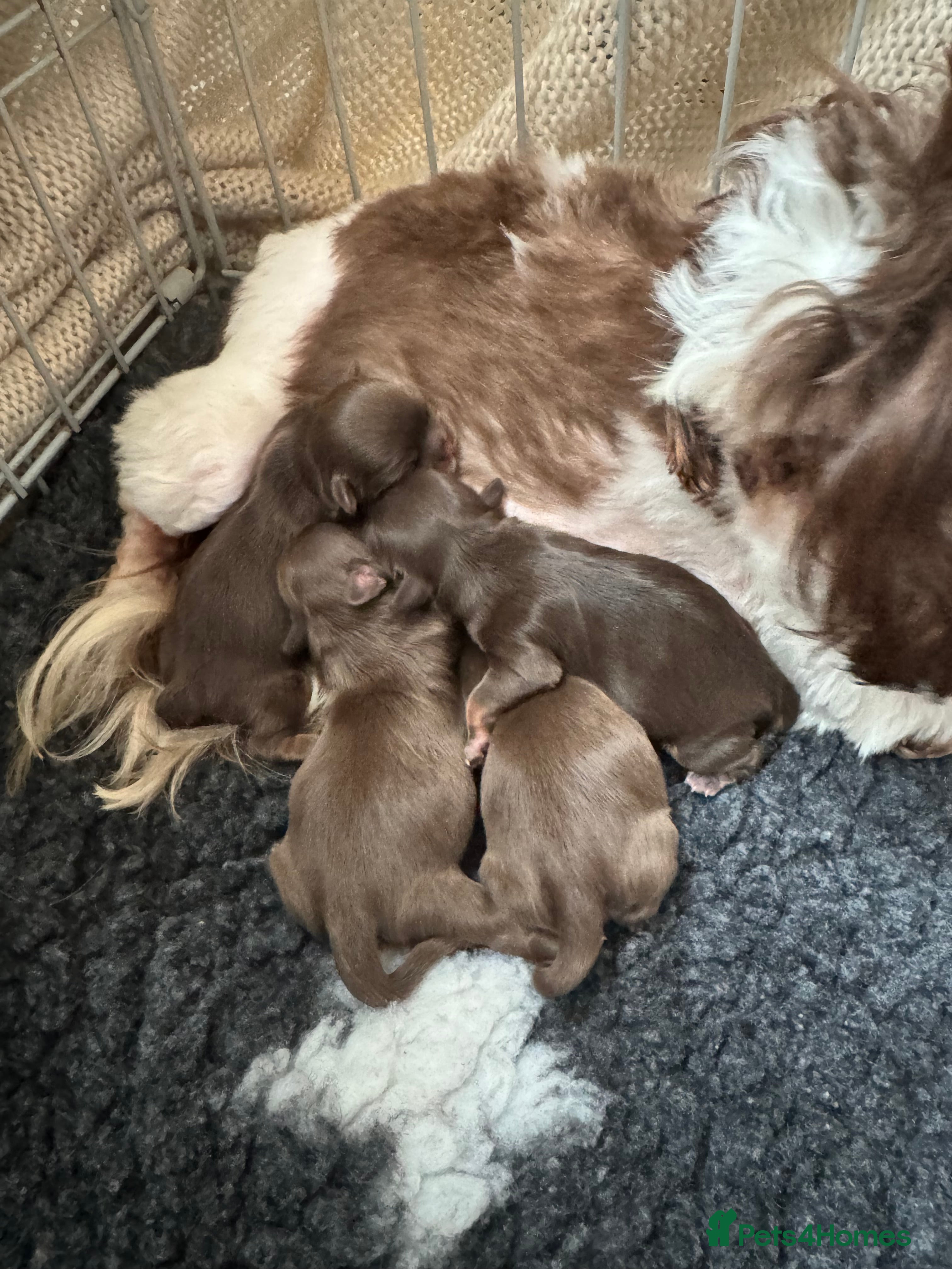 Shih Tzu dogs lavender boys 4 week old  - Advert 5