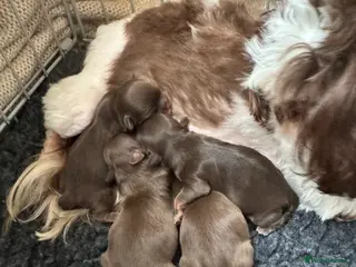 Shih Tzu dogs lavender boys 4 week old - Advert 5