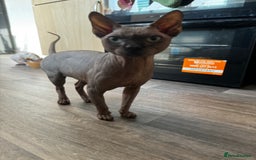 Sphynx cats for stud: Tica Registered Canadian Sphynx in Hull - Image 24
