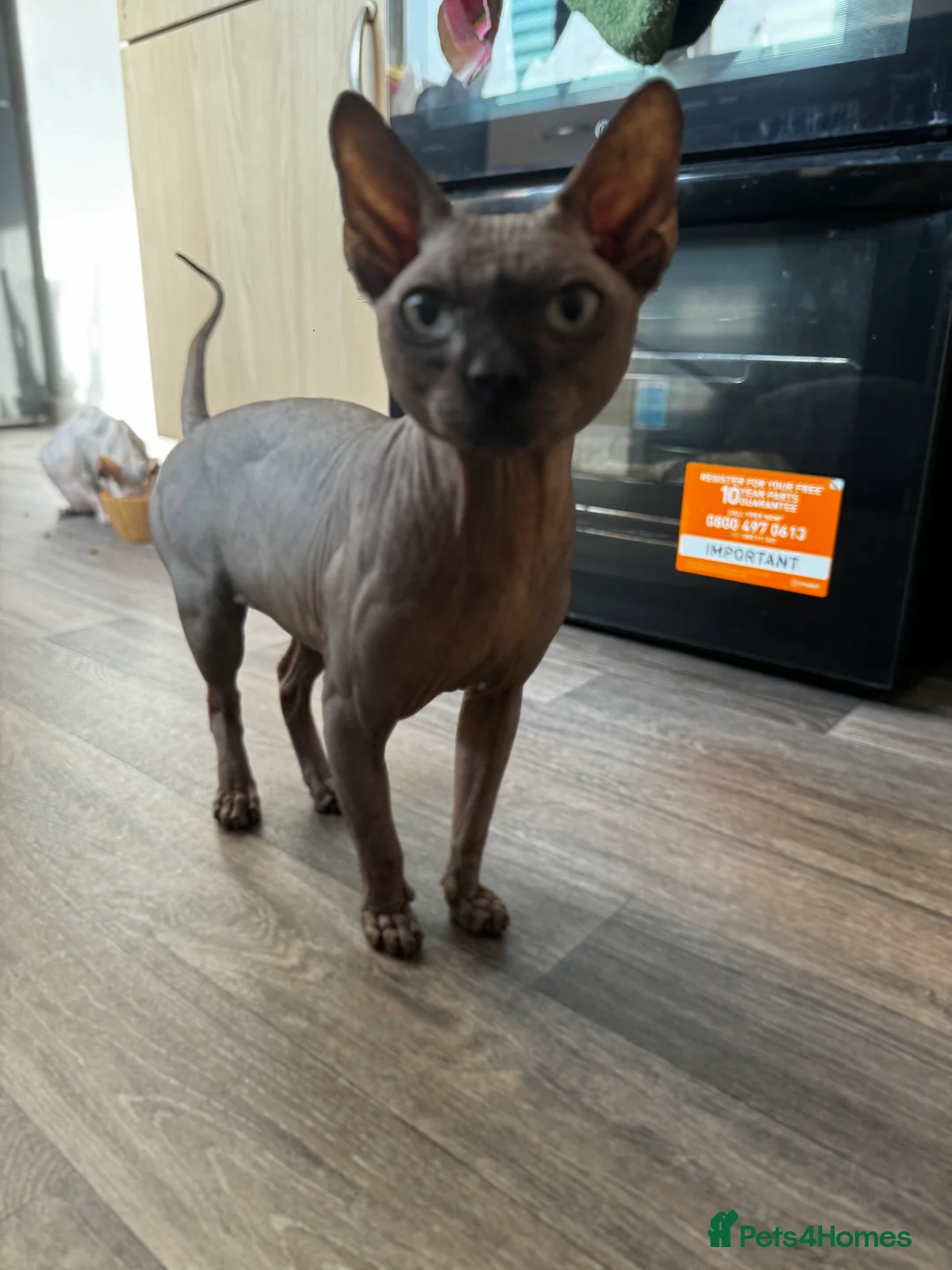 Sphynx cats for stud: Tica Registered Canadian Sphynx in Hull - Advert 24