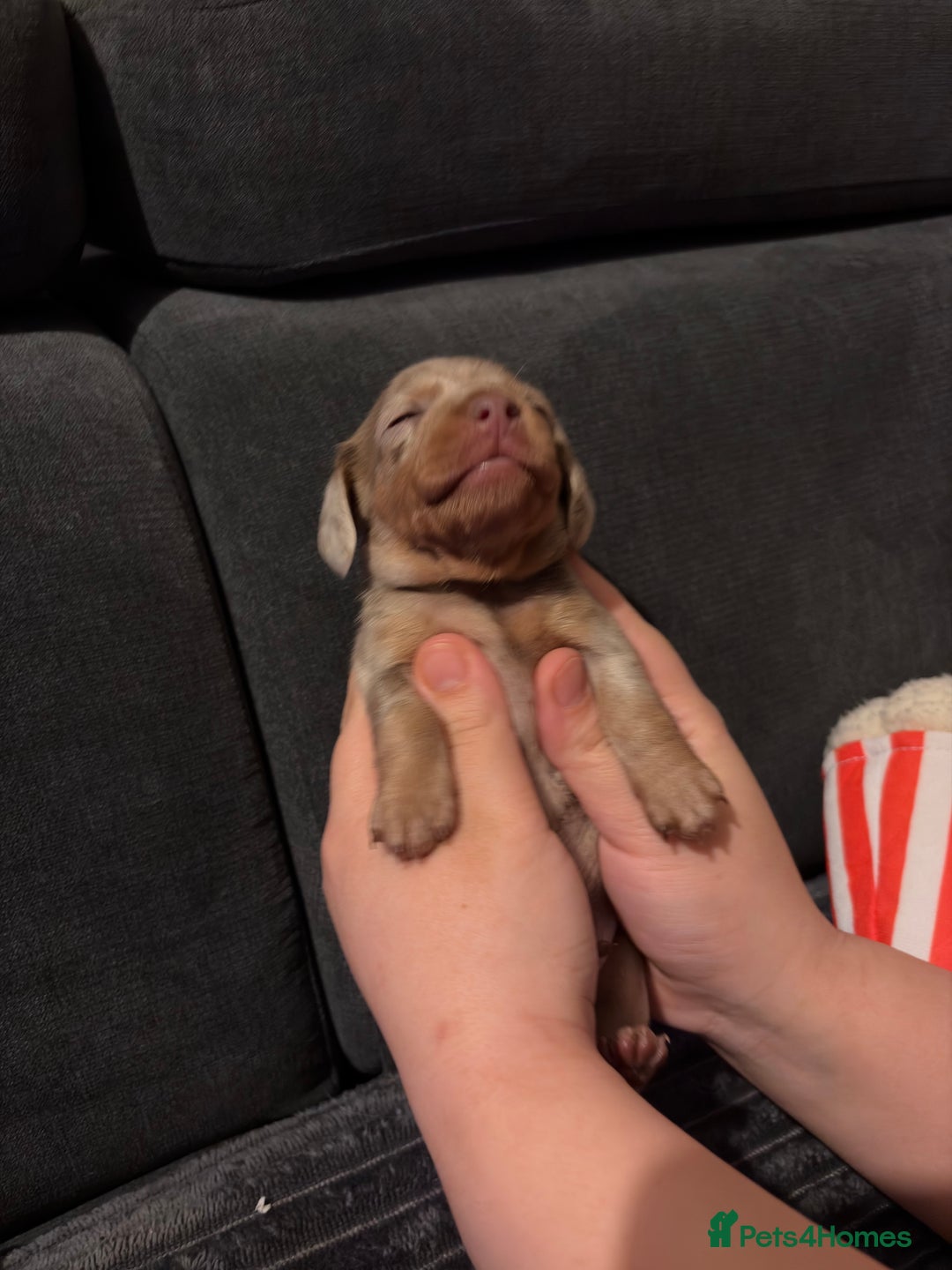 Miniature Dachshund dogs for sale: 🐾 Miniature Dachshund Puppies KC Registered  - Advert 38