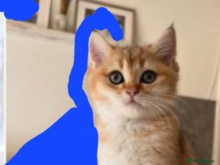 British Shorthair cats Christmas give away! GCCF Active B12 NY - Advert 6