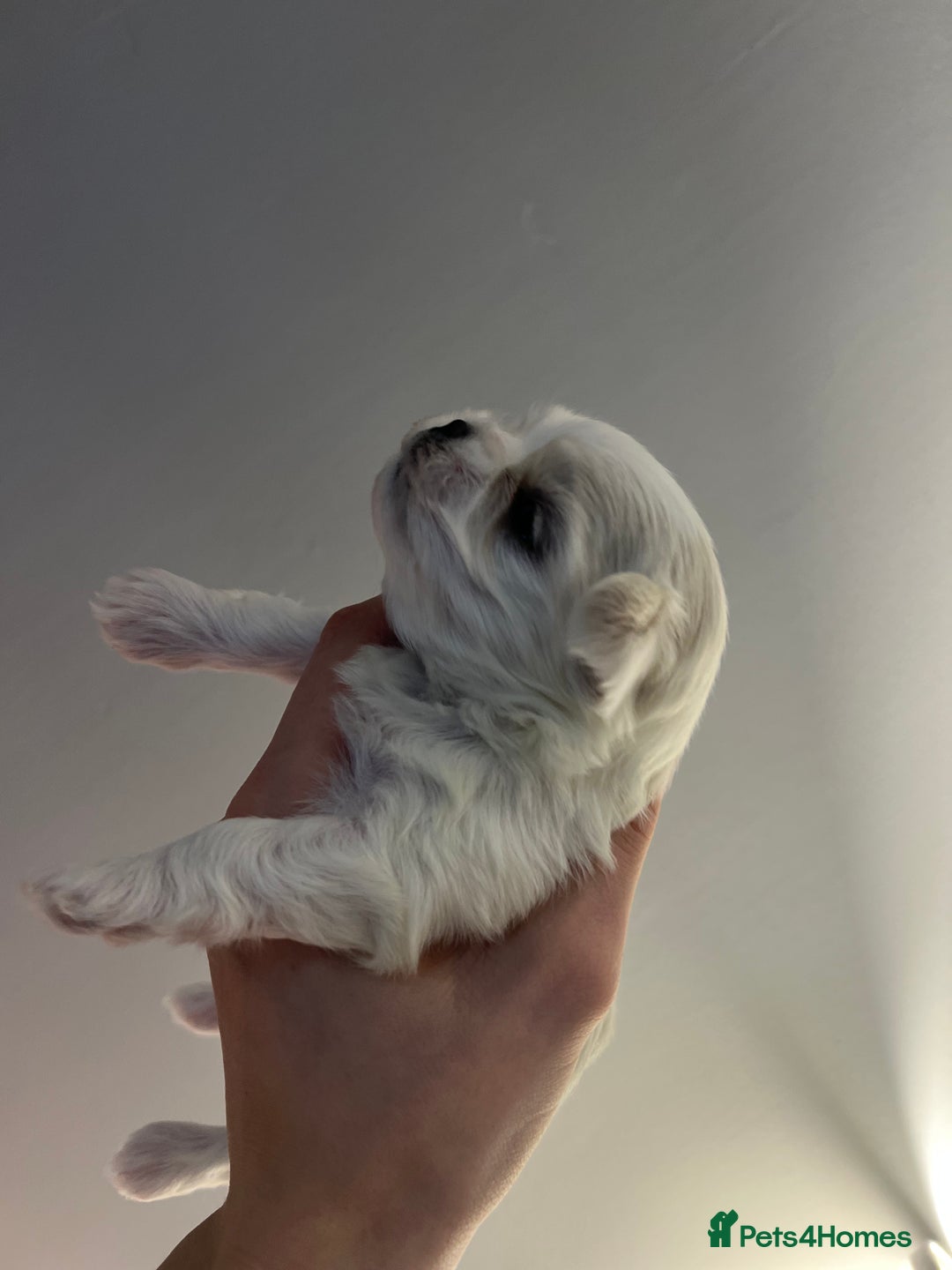 Maltese dogs for sale: Korean bloodline Maltese  - Advert 4