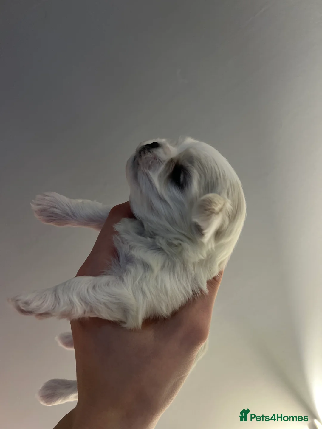 Maltese dogs for sale: Reduced price 💙Maltese cute puppies 💙 - Advert 28