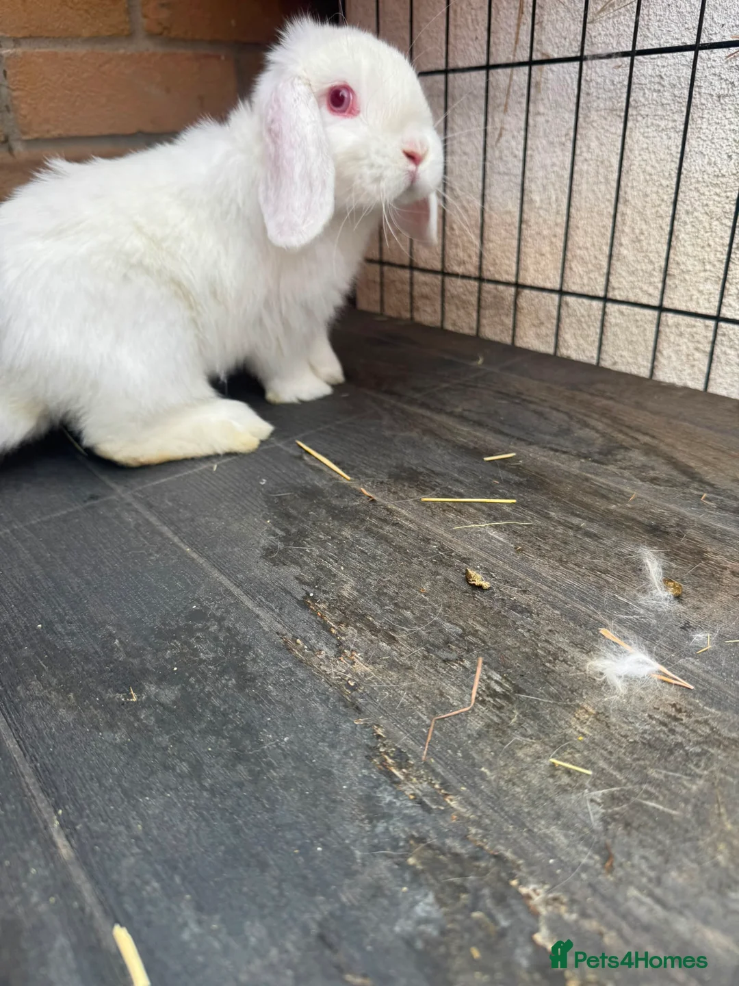 Continental Giant rabbits for sale: French Lops & Mini Lops  - Advert 6