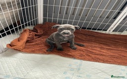 Staffordshire Bull Terrier dogs for sale: KC Staffordshire bull terriers 1 GIRL lEFT  £1350 - Image 28