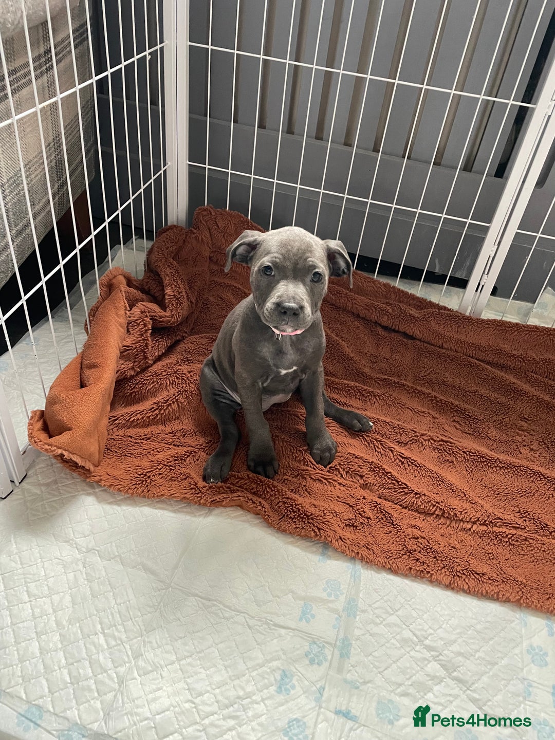 Staffordshire Bull Terrier dogs for sale: KC Staffordshire bull terriers 1 GIRL lEFT  £1350 - Image 28