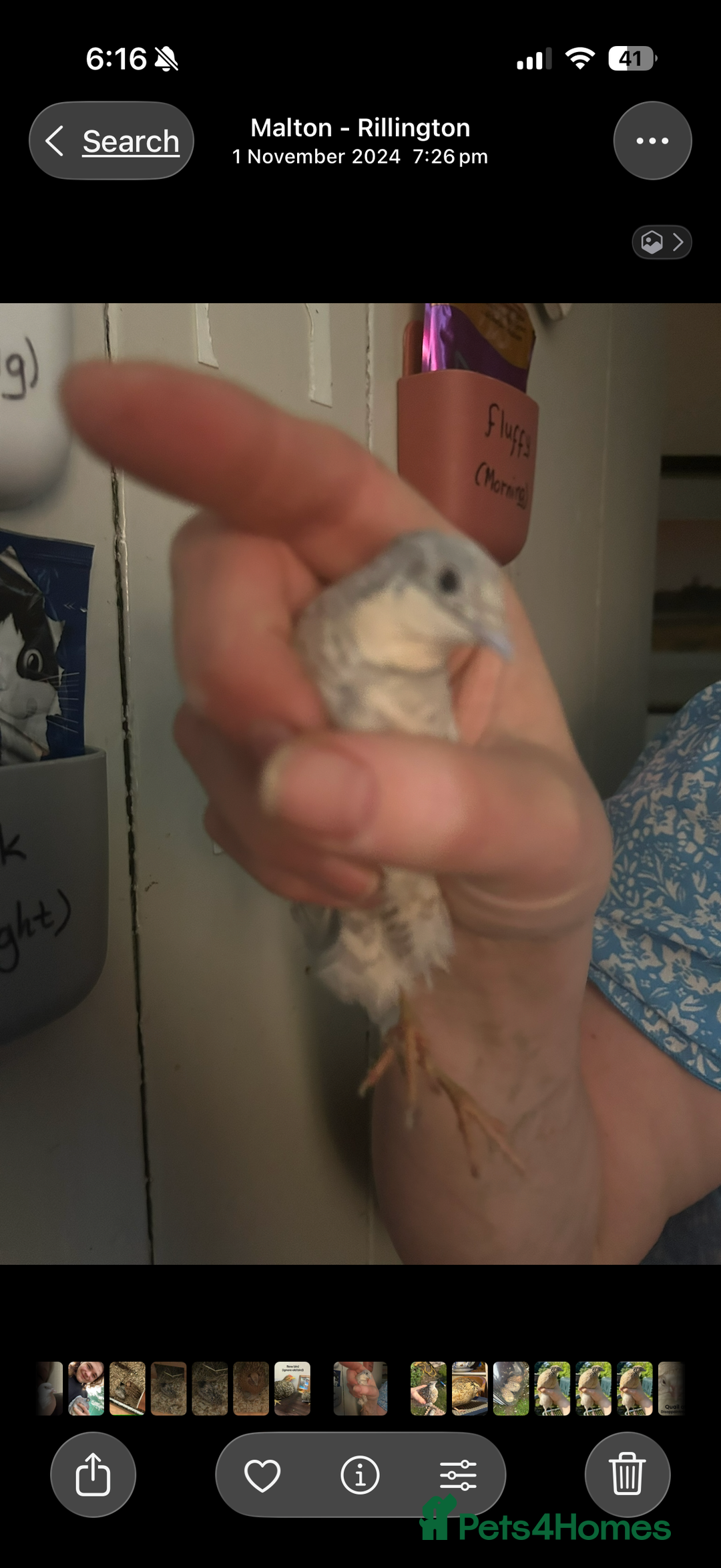 Quail poultry for sale: Button quail, in desperate need of a forever home - Image 3