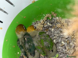 Lovebirds birds Tame Baby lovebirds - Advert 2