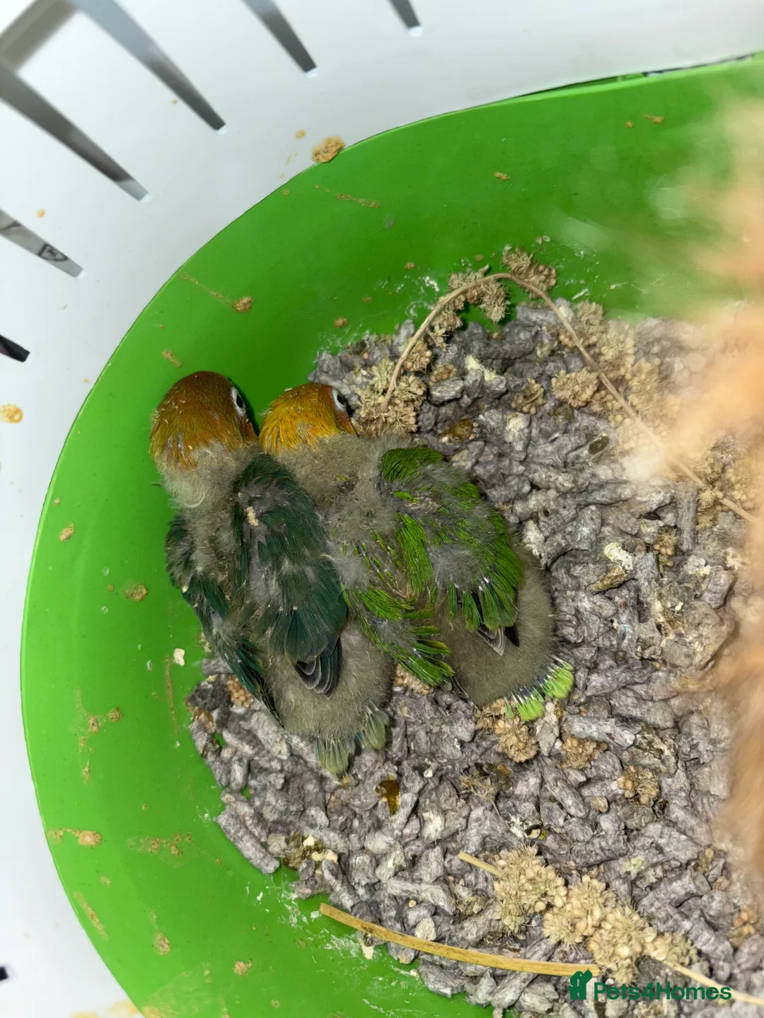 Lovebirds birds for sale: Tame Baby lovebirds  - Advert 5