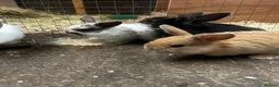Mixed Breed rabbits for sale: Mixed litter of plush lops  - Advert 8