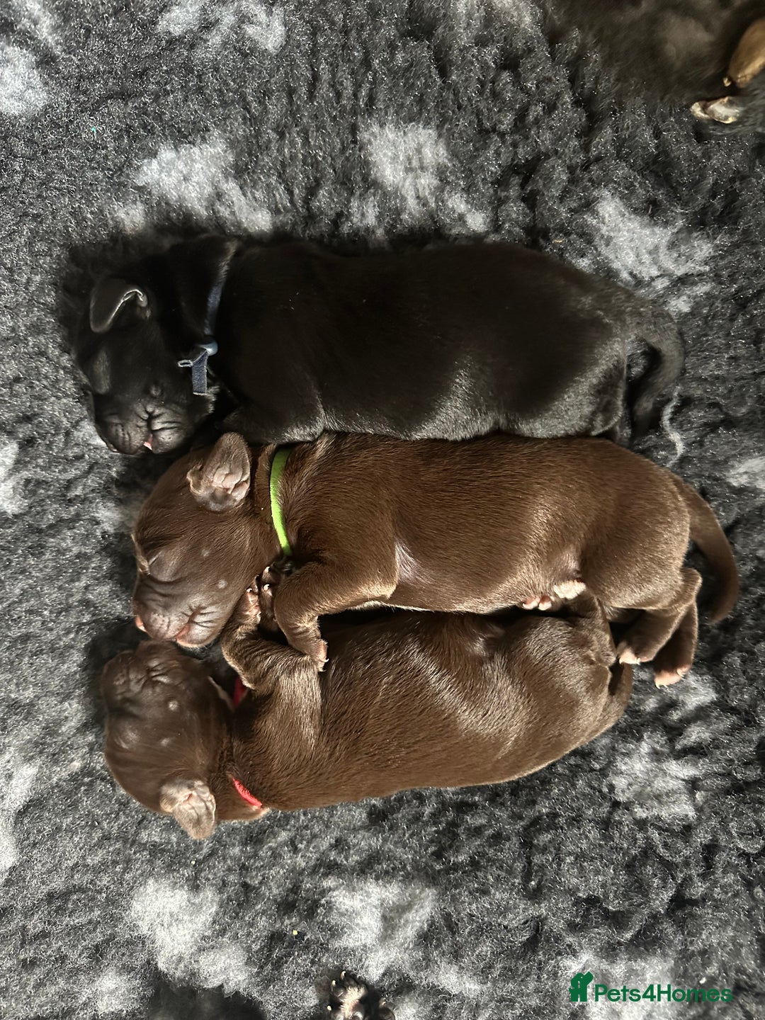 Springador dogs for sale: Springador Puppies - Advert 2